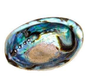 Abalone Shell 