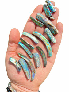 Raw Abalone Shell Rim