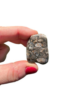 Turritella Agate Tumbled Stone